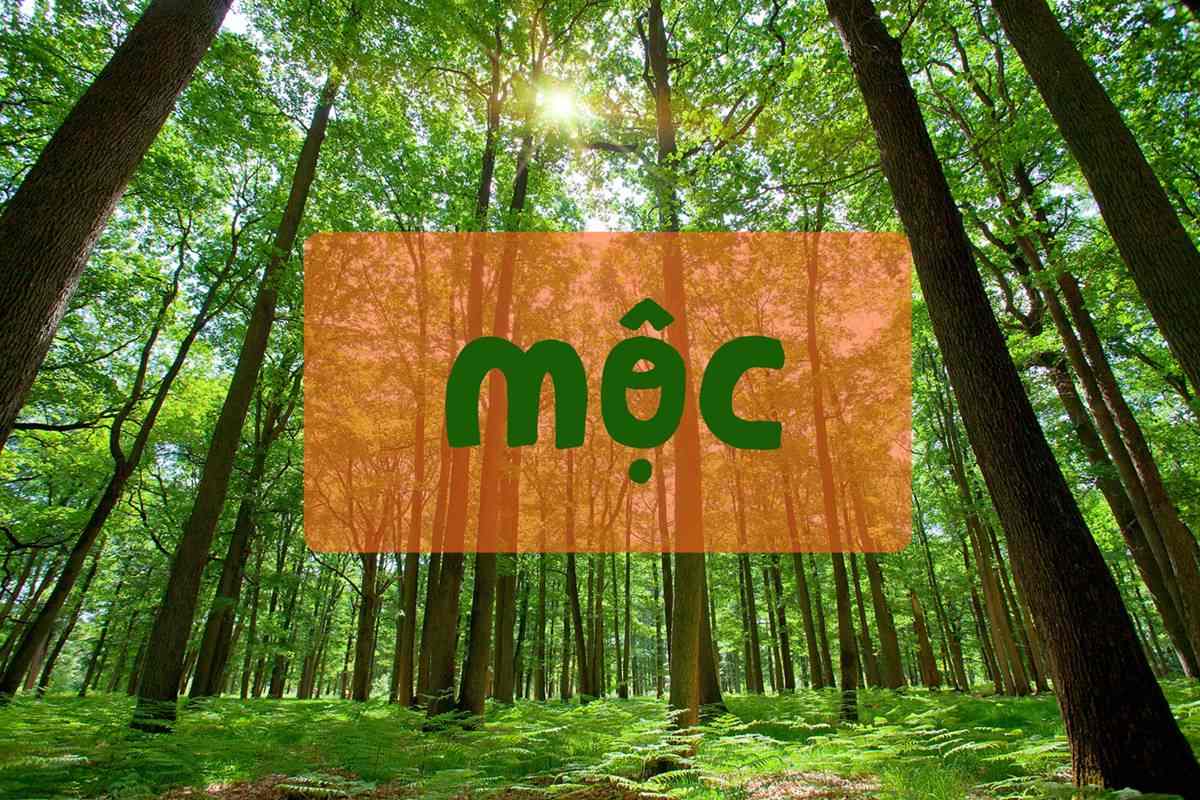 Mệnh Mộc hợp màu gì, sinh năm nào, chọn số mấy?